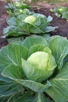 image of cabbage #18