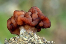 image of gyromitra
