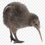 image of bird_kiwi #108