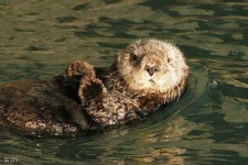 image of otter
