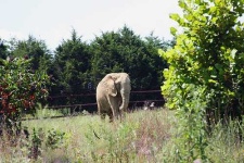 image of african_elephant