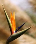 image of bird_of_paradise_flower #21