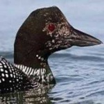 image of bird