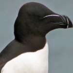image of bird