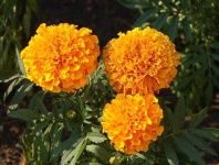 image of flower