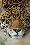 image of jaguar_car