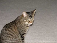 image of tabby