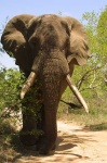 image of tusker #5