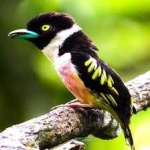 image of bird