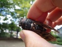 image of cicada