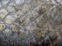 image of texture