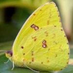 image of animal