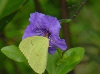 image of flower