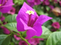 image of flower