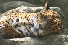 image of jaguar_car