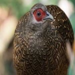image of bird