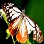 image of animal