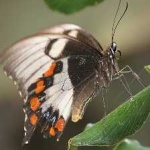 image of animal
