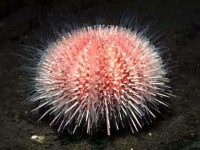 image of sea_urchin