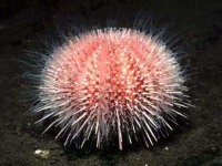 image of sea_urchin #29