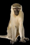 image of monkey #30