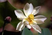 image of flower