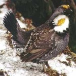 image of bird