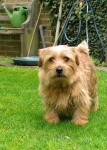 image of norfolk_terrier #4