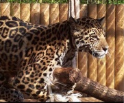 image of jaguar_car