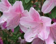 image of flower