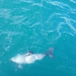 image of animal
