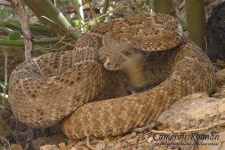 image of diamondback
