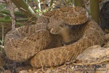 image of diamondback #7