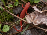 image of eft