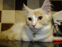image of animal