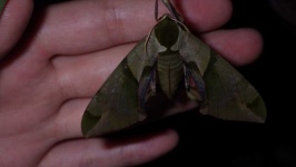 image of animal