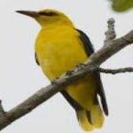 image of bird