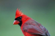 image of cardinal