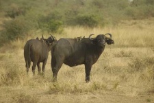 image of water_buffalo