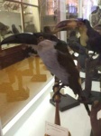 image of toucan