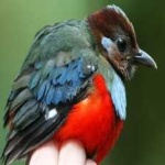 image of red_bellied_pitta #7