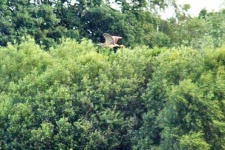 image of bittern