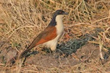 image of coucal