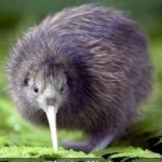 image of bird