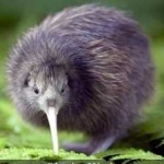 image of bird_kiwi #68