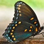 image of animal