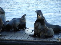 image of sea_lion