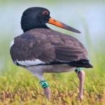 image of bird