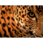 image of animal