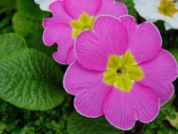 image of flower